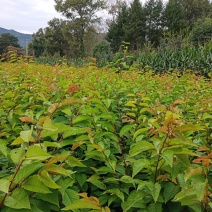 山樱苗嫁接大樱桃优选砧木，純东北种子种植接受预定