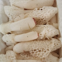 新鲜竹荪菌