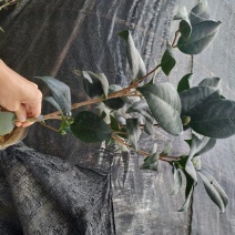 永福产地茶花16.18杯工程绿化苗处理价带花苞长期供应