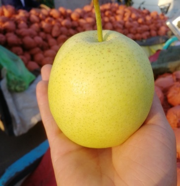 精选河北梨赵县雪花梨雪梨原纸袋高品质适合东北