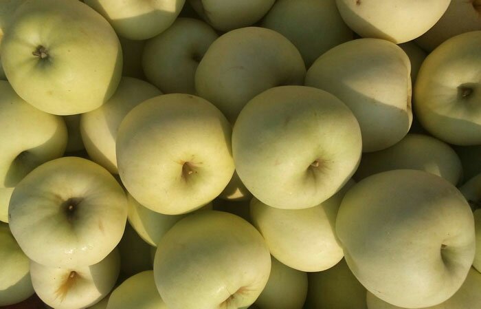 黄元帅苹果果肉切片,展示其细腻多汁的质地 黄元帅苹果果肉特写