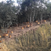鸡，散养鸡场地价格公司直销