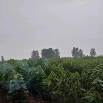 楸树