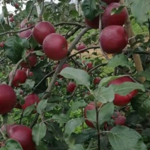 苹果苗华硕苹果苗早熟华硕苹果苗基地直供货真价实