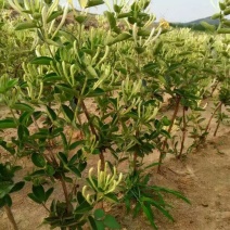 高产《四季金银花苗》包成活包纯度全技术指导、签回收合同