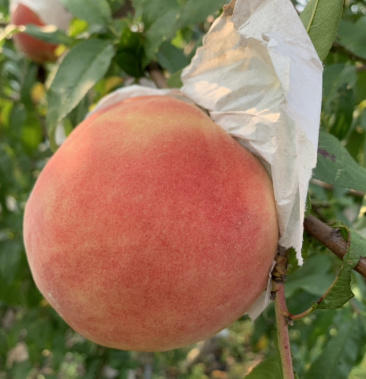 [桃批发]离核大毛桃价格2.00元/斤 - 一亩田