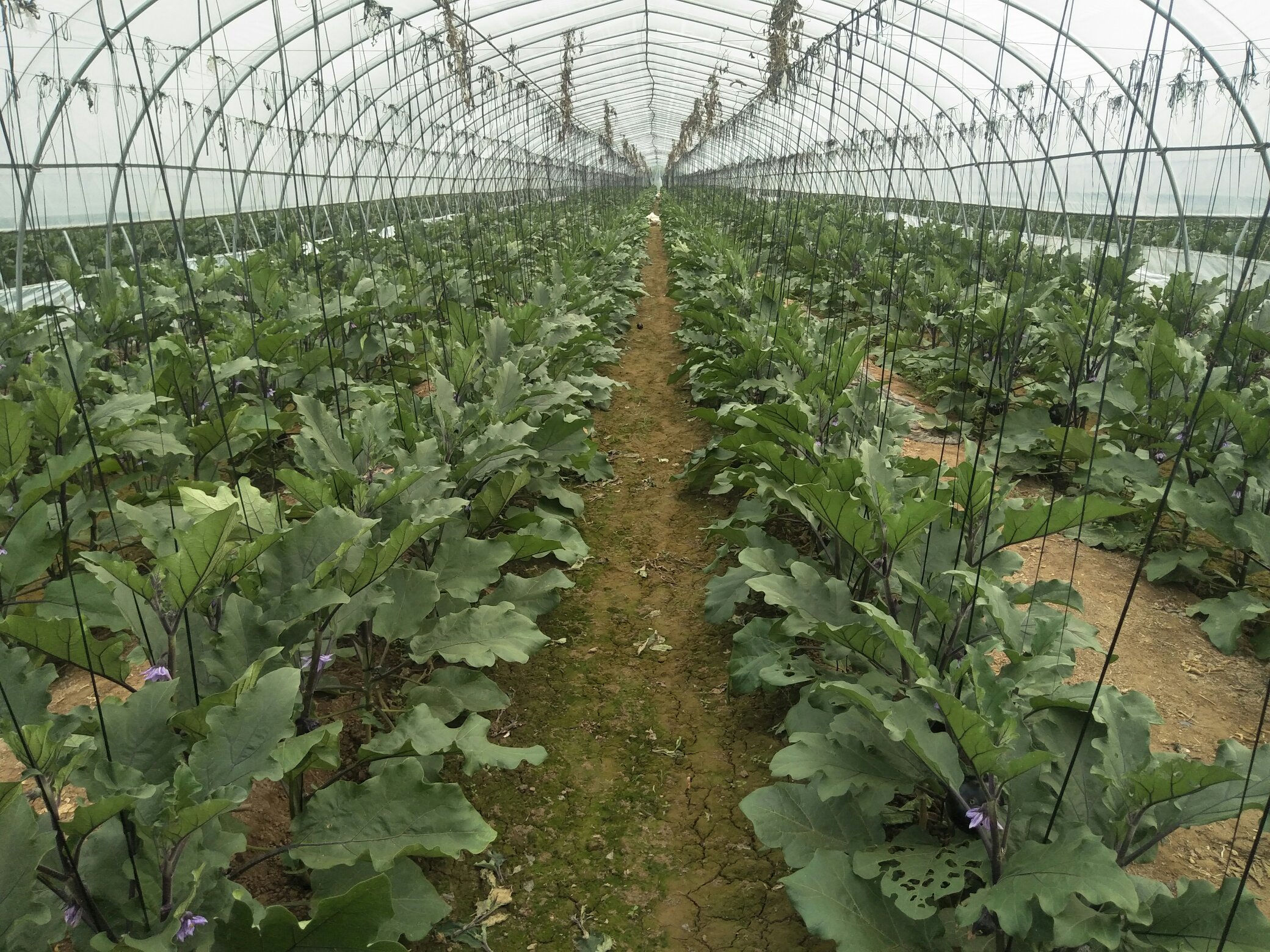 “济农紫冠”长茄田间生长实景图