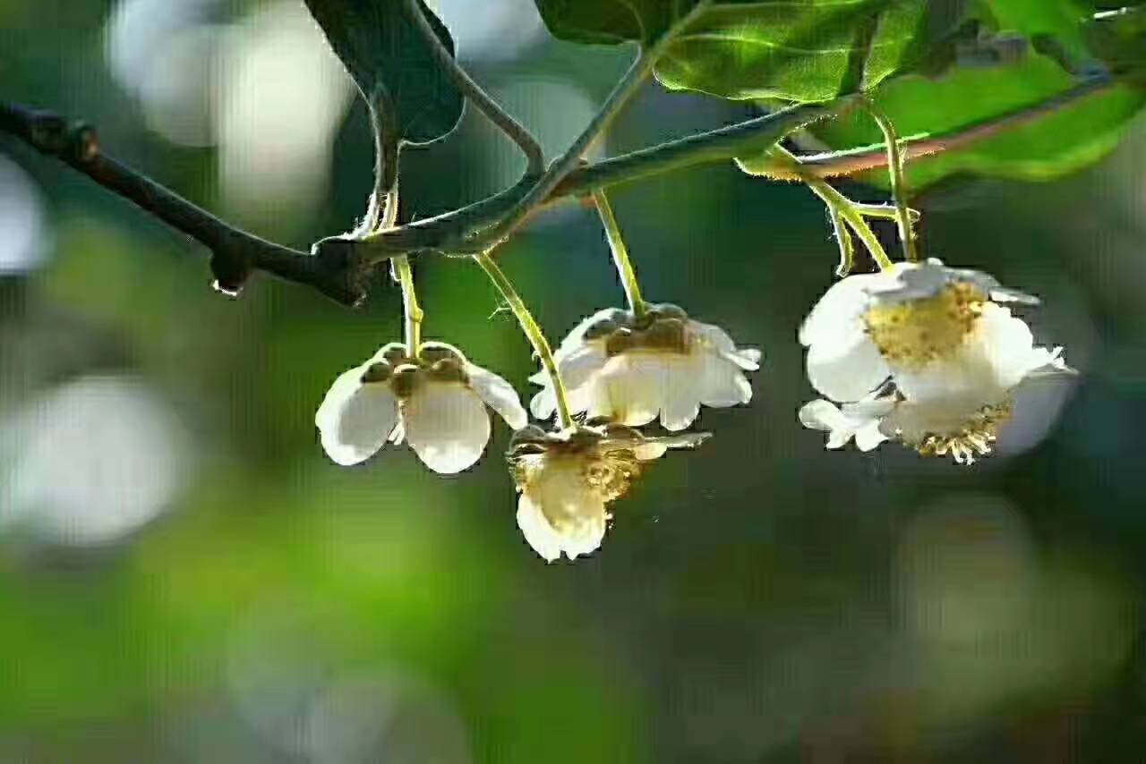 翠香猕猴桃花朵盛开