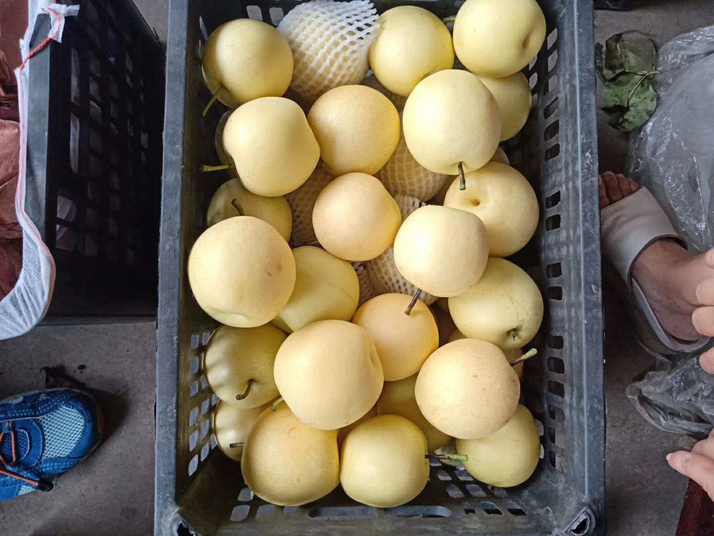 新鲜采摘的黄金梨特写