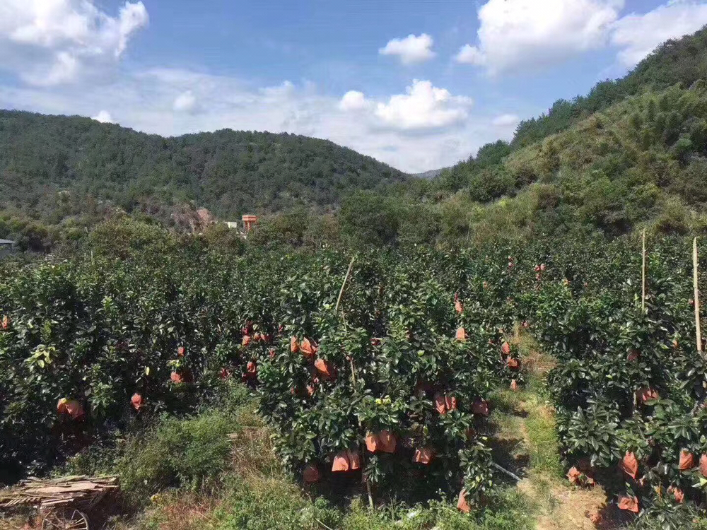 沙田柚果园航拍全景
