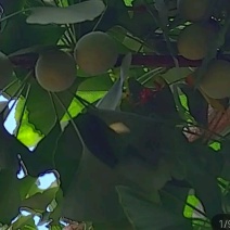 银杏果(新鲜带皮)