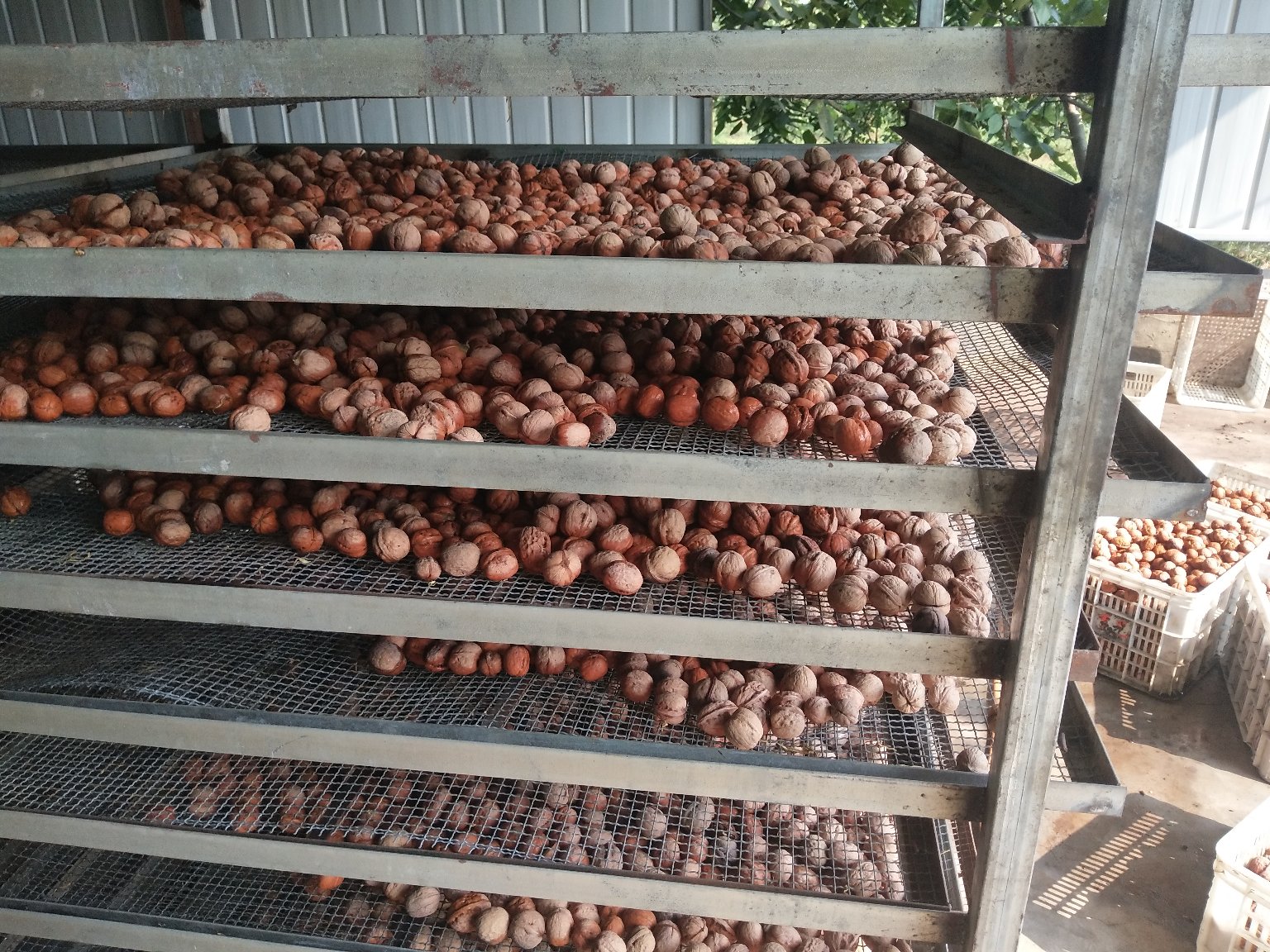 实验室研究人员正在测试核桃涂膜效果