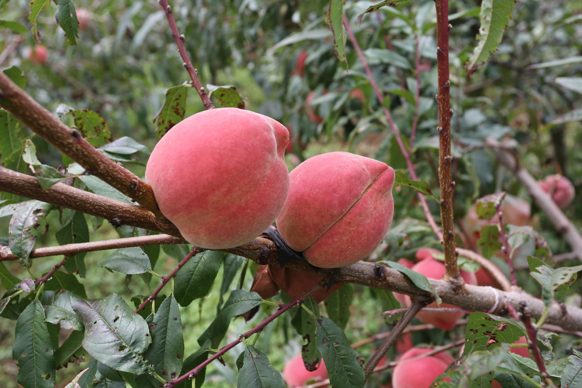 中华寿桃成品图