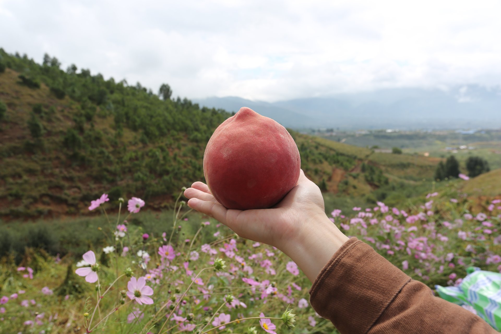 寿桃与中国传统年画结合的插画