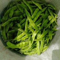 油豆角
