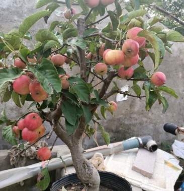 贵人果盆景好吃好看冬天不落果南北都可以种植