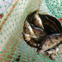 野生桂鱼
