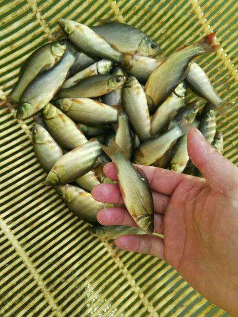 [鳊鱼苗批发]重庆涪陵区鳊鱼苗 0.50元/个大量出售鳊鱼鱼苗, _ 一亩田