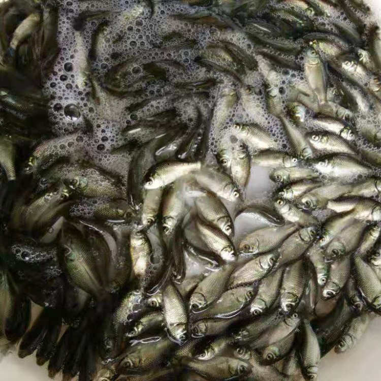 [鳊鱼苗批发]重庆涪陵区鳊鱼苗 0.50元/个大量出售鳊鱼鱼苗, _ 一亩田