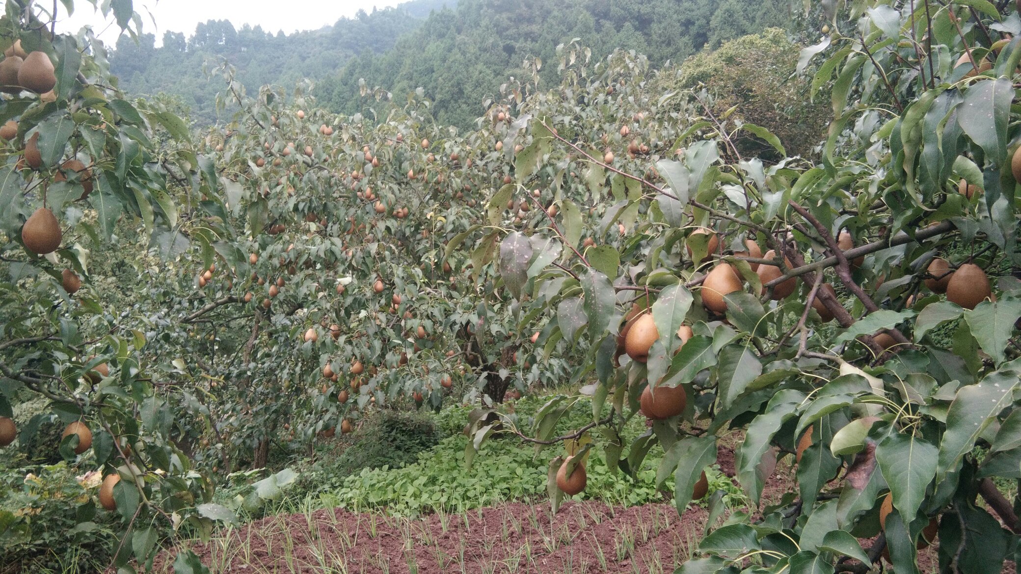 一片连绵起伏的山坡上,成片的梨树整齐排列,枝头挂满金黄色的酥梨,在阳光照耀下熠熠生辉。远处山峦叠翠,薄雾轻绕,果农正在树间采摘果实,篮筐里堆满了新鲜采摘的上山酥梨,展现出一派丰收景象 上山酥梨果园全景