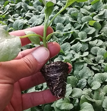 绿茄子苗青茄苗颜色绿露地专用抗高温