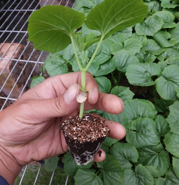 高档绿色苦瓜苗,颜色绿,瓜条直,瓜型好,优质进口种子.