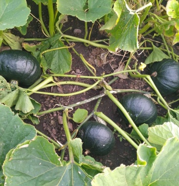 预售千亩黑金二号南瓜