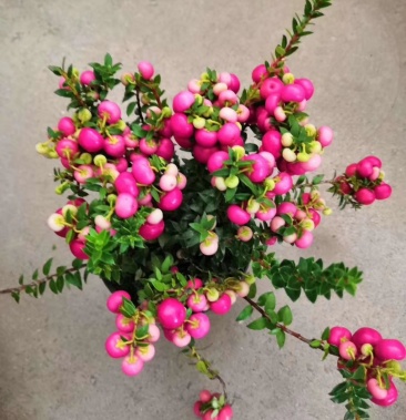 110杯进口高品质七彩丽果木越橘