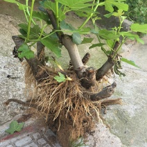 【热销】玻姬红无花果果树品种保证南北种植包纯度