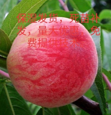 沂蒙霜红桃嫁接苗,沂蒙的良心苗,保品种,保湿发货