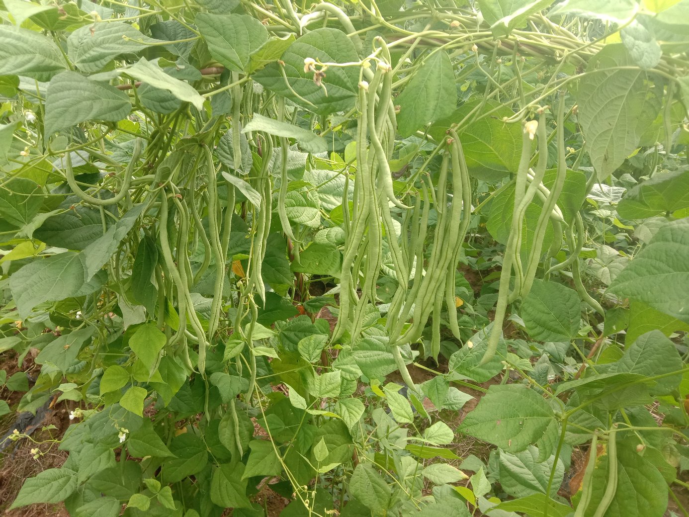 八月忙豆角标准株型与豆荚形态。图示植株为山东寿光露地栽培第35天,已抽蔓上架,可见密集花序与初生嫩荚,体现其节间短、结荚集中的品种特性 八月忙豆角植株特写:主蔓长3.2–3.8米,节间短,每节着生2–3个花序,花紫红色,豆荚翠绿笔直,长65–75cm,单荚重22–26g
