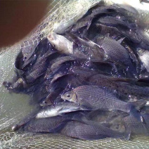 鲤鱼苗岩原鲤鱼苗及各种淡水鱼苗规格齐全