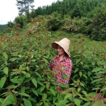 山乌桕地苗，袋苗！都有！质优价廉！诚信可靠