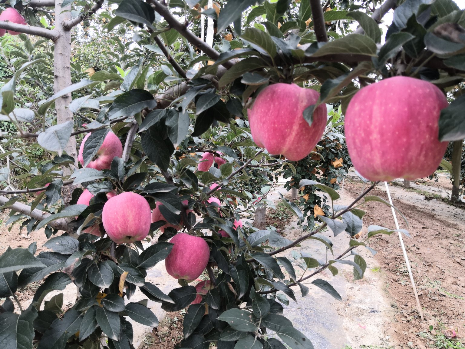 红将军苹果果园实景