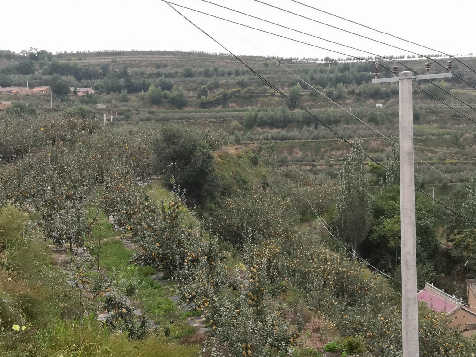 红将军苹果果园实景