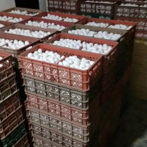 庄寨鲜鸡蛋批发