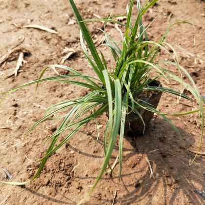 涝峪苔草苗种植户 批发价格 量大质优青绿苔草试试搜这些精品青绿苔草