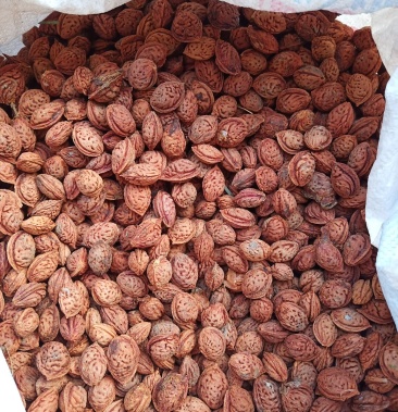 [桃核批发]桃核价格5.00元/公斤 - 一亩田