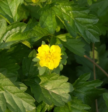 [委陵菜批发]三叶委陵菜委陵菜 盆栽 三张叶 绿化苗木 露天杯苗价格0.