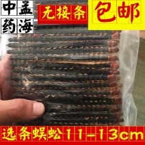 蜈蚣选条1件100条11-13公分包邮