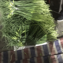 兰陵县蒜苔