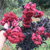 美国紫叶紫薇