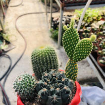 仙人球组合盆栽超值有上色可开花