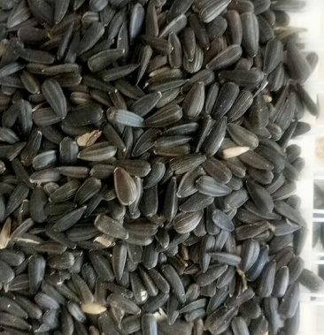 大量供应 新疆进口 油葵籽