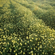 北京菊鲜货，菊花鲜货