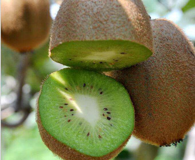 海沃德猕猴桃果实特写