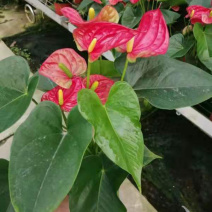 红掌