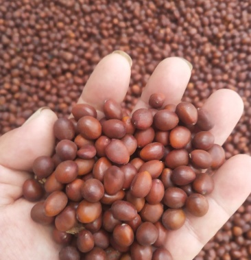 皂角籽大粒,现货,20年的新种子需要的老板联系!