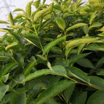 批发软枣苗山东软枣树苗嫁接新品种柿子树占木