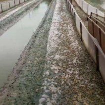 青蛙苗出售，全程技术一对一辅导，欢迎上门考察，收成品蛙